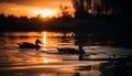 Silhouette of swans at dusk, reflecting beauty in nature tranquility generated by AI Royalty Free Stock Photo