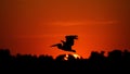 Silhouette of pelican flying over water in the sunset. Danube Delta Romanian wild life bird watching