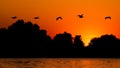 Silhouette of pelican flying over water in the sunset. Danube Delta Romanian wild life bird watching Royalty Free Stock Photo