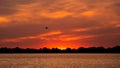 Silhouette of swan in the sunset. Danube Delta Romanian wild life bird watching