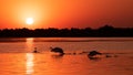 Silhouette of swan in the sunset. Danube Delta Romanian wild life bird watching