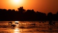 Silhouette of swan in the sunset. Danube Delta Romanian wild life bird watching