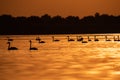 Silhouette of swan in the sunset. Danube Delta Romanian wild life bird watching