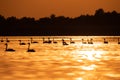 Silhouette of swan in the sunset. Danube Delta Romanian wild life bird watching