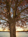 Silhouette of sycamore tree against setting sun