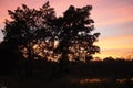 Silhouette Symphony: Tree Against a Colorful Dramatic Sunset Sky