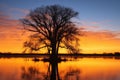 silhouette of a tall bald cypress tree in a wetland at sunset