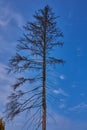 The silhouette of a tall, dried-up spruce against a blue sky Royalty Free Stock Photo