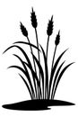 A silhouette of tall grass and wheat stalks growing from a small patch of dark soil on a white background Royalty Free Stock Photo