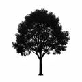 Silhouette of a tall, leafy tree with a straight trunk and a dense canopy. The leaves form a Royalty Free Stock Photo