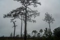 Silhouette tall pine trees in deep forest in dusk winter season with foggy sky