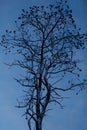 Silhouette of a tall tree covered in snow against a blue night sky Royalty Free Stock Photo