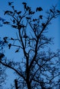 Silhouette of a tall tree with sitting birds against the blue sky at night Royalty Free Stock Photo