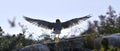 Silhouette of tern chick with spread wings on a stone. Back view