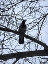 the silhouette of a thinking crow on a branch on a cloudy day in autumn Royalty Free Stock Photo