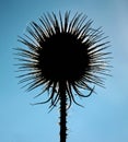 Silhouette of thorny plant against blue sky background Royalty Free Stock Photo