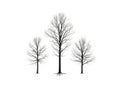 Silhouette of three bare trees against a white sky Royalty Free Stock Photo