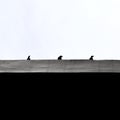 Silhouette of three crows at the top of building. Concept of physical or social distancing, six or three feet apart, or new normal