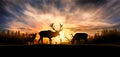 Silhouette of three deer standing in the coniferous forest Royalty Free Stock Photo