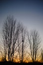 Silhouette Of Three Bare Trees Against a Sunset Royalty Free Stock Photo