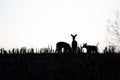 Silhouette of three white-tailed deer in a cornfield with copy space Royalty Free Stock Photo