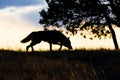 Silhouette of timber wolf hunting Royalty Free Stock Photo