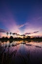 The silhouette of the toddy palms or sugar palm in the field with the colorful sky