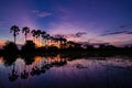 The silhouette of the toddy palms or sugar palm in the field with the colorful sky