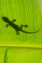 Silhouette of tokay gecko on a palm tree leaf, Ang Thong National Marine Park, Thailand