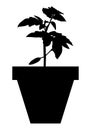 Silhouette of tomato seedlings in a pot