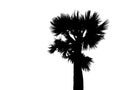 Silhouette of top half single sugar palm tree isolated on white background. Image adjust to contrast black and white. Royalty Free Stock Photo