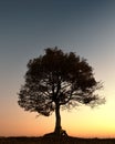 Silhouette of tourist sitting under majestic tree