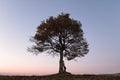 Silhouette of tourist under majestic tree