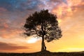 Silhouette of tourist under majestic tree