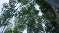 Silhouette Of Towering Green Mangrove Trees, Taken From Below