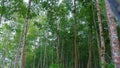 Silhouette Of Towering Green Mangrove Trees, Taken From Below