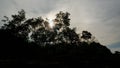 Silhouette Of Towering Mangrove Trees, With Gray Clouds