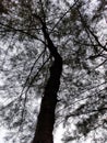 Silhouette of a towering tree trunk accompanied by its branches