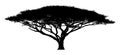 Silhouette of the tree-acacia Royalty Free Stock Photo