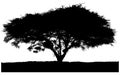 Silhouette of the tree-acacia