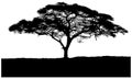 Silhouette of the tree African savannah