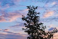 Silhouette of a tree against a beautiful sky and clouds at sunset Royalty Free Stock Photo