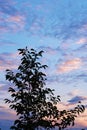 Silhouette of a tree against a beautiful sky and clouds at sunset Royalty Free Stock Photo