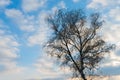 Silhouette of tree against blue sky and clouds during sunset Royalty Free Stock Photo