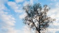 Silhouette of tree against blue sky and clouds during sunset Royalty Free Stock Photo