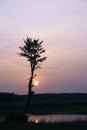 Silhouette of a tree against the coming sun Royalty Free Stock Photo