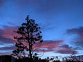 Silhouette of tree against dawn sky Royalty Free Stock Photo