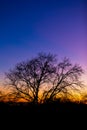 Silhouette of a tree against a pink and purple dusk sunset sky Royalty Free Stock Photo