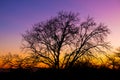 Silhouette of a tree against a pink and purple dusk sunset sky Royalty Free Stock Photo
