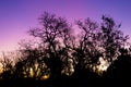 Silhouette of a tree against a pink and purple dusk sunset sky Royalty Free Stock Photo